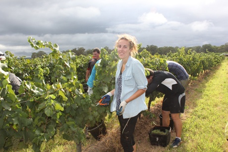 Maud David from France picks grapes on Tyrrell’s estate in Pokolbin, NSW.