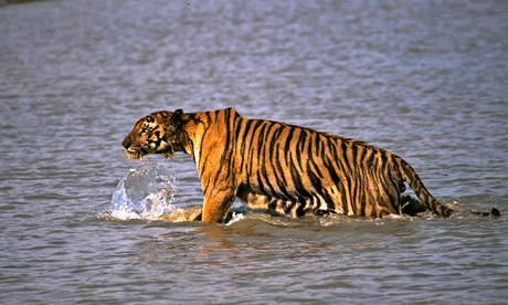 bengal tiger in sundarban delta