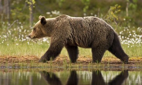 European brown bear, in Taiga forest, Finland 