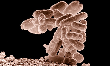 E coli