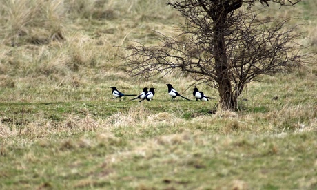 Country diary: a magpie mob bent on mischief?