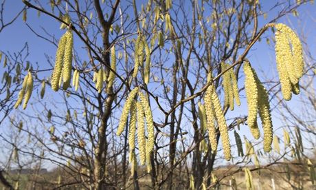 Hazel catkins wiggle in the wind and cast their pollen into the air