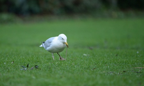 Bibi on how to photograph garden birds