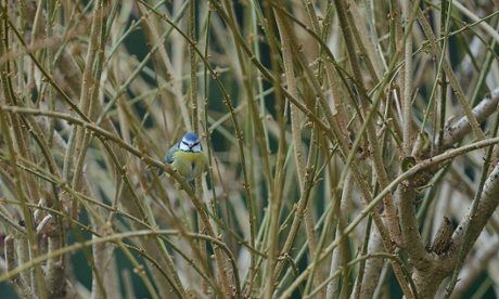 Bibi on how to photograph garden birds
