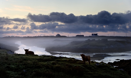 uist cattle