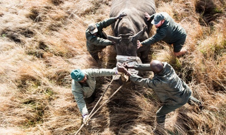 Members of the Kruger National Park Veterinary Wildlife Services in South Africa guide a sedated white rhino toward a loading truck in the Kruger National Park on October 17, 2014. The Kruger National Park relocated four rhinoceros from a high risk poaching area to a safer area as part of ongoing strategic rhinoceros management plan.
