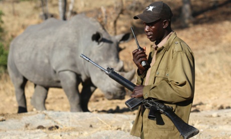 An armed ranger talks on his radio in front of a white rhinoceros at a park near Marondera, east of the capital Harare, in this September 22, 2014 file photo. From South Sudan, where conservationists say elephants are being slain by both government forces and rebels, to South Africa, where more than three rhinos are poached every day, there is an arc of illegal animal slaughter across the region.