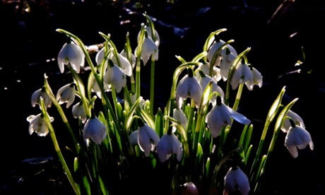Snowdrops growing wild at Hoxne, Suffolk.