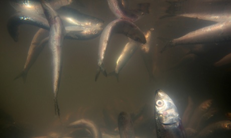 Dead fish float and settle to the bottom of King Harbor on March 9, 2011 in Redondo Beach, California.
