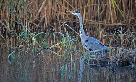 Grey Heron 