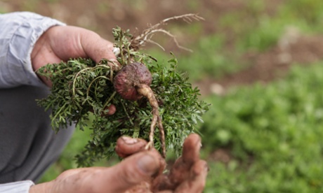 Maca plant originating near Lake Junin, Peru, may now be grown in Yunnan province, China.