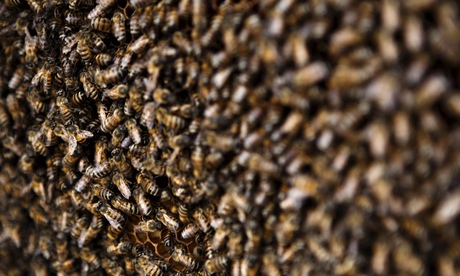 Bees' hive