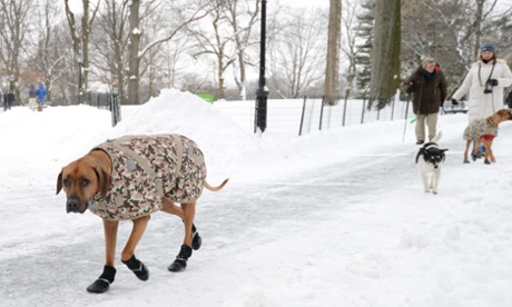 Orion the dog walks through Central Park after a snowstorm hit New York.