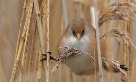 A female bearded tit perches on a reed amongst  in London's Hyde Park.