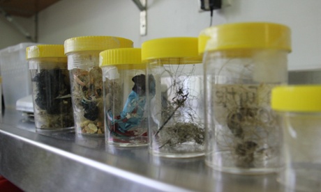 Marine debris collected from sea turtles