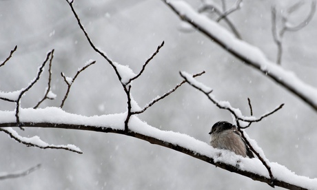 A small bird sits on a snow-covered branch