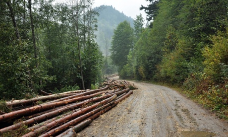 Valea ierii, Romania. 14th September 2012 -- Freshly cut tree logs piled up near a forest road. -- Romania, according to Greenpeace information, cuts 3 hectares of forest hourly. Most of the forest are being cutting illegally and cause massive environmental and financial damages. Part of the local authorities are corrupted in this business.