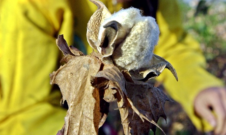 Egyptian cotton flower