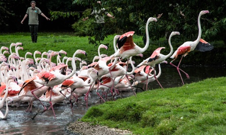Flamingoes