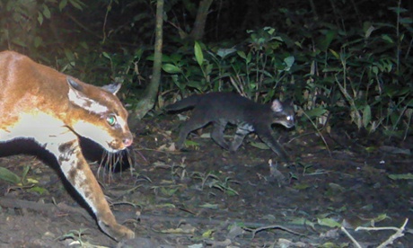 Close-up of a mother African golden cat with her kitten. 