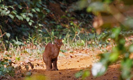 An African golden cat photographed by Laila Bahaa-el-din