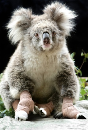 koala chlamydia 