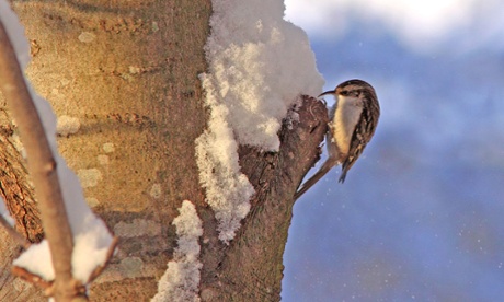 A tree creeper on a snowy tree.