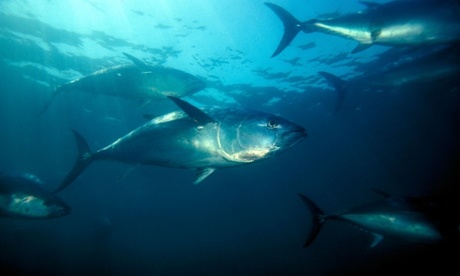 Bluefin tuna