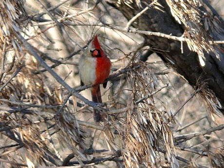 halfsider northern cardinal