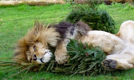 A lion at Linton Zoo