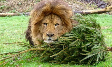 Ready to pounce: a lion at Linton Zoo.