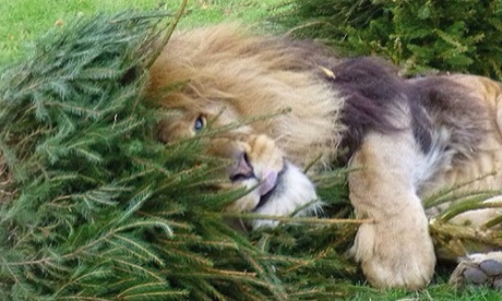Lion at Linton Zoo