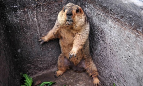 A groundhog
