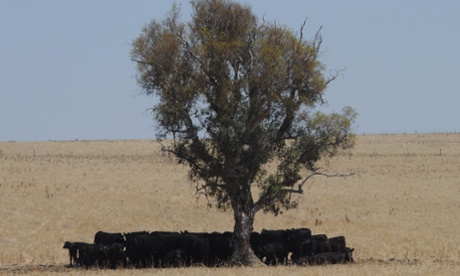 Cattle in heatwave