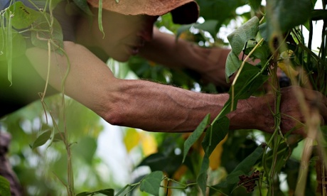 oak tree low carbon farm fruit picking
