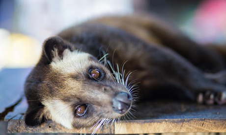 Asian Palm Civet produces Kopi luwak