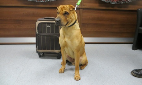 Kai the abandoned Shar Pei