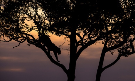 Leopards are adaptable creatures, living where ever there is plenty of rubbish and stray dogs