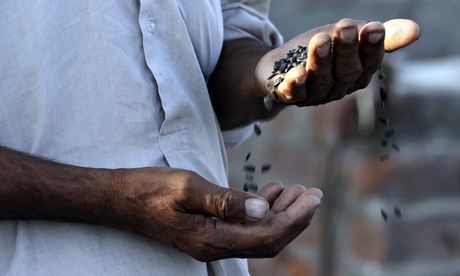 Sunflower cultivation in Punjab