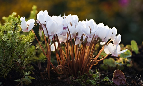 Cyclamen hederifolium
