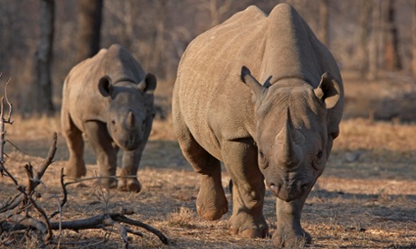 Technologies like CyberTracker are creating new opportunities for community participation in science and conservation, helping the plight of endangered species like the black rhino.