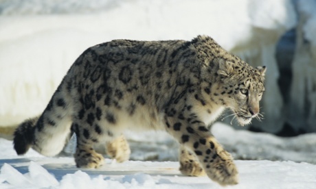 CyberTracker projects have been initiated to track snow leopards in the Himalayas.