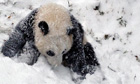 Sixteen-month-old Giant panda cub Bao Bao plays in the snow at the Smithsonian's National Zoo in DC