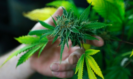 A fully budded marijuana plant at Colorado store.