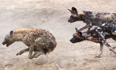 hyenas running savannah