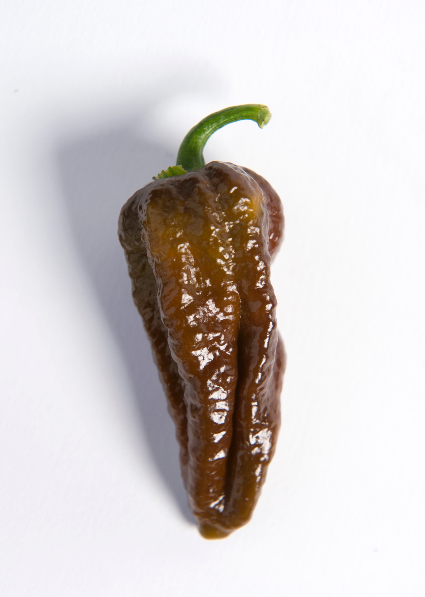 chocolate reaper pepper scoville