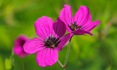 Geranium psilostemon