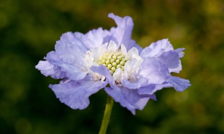 Scabiosa caucasia
