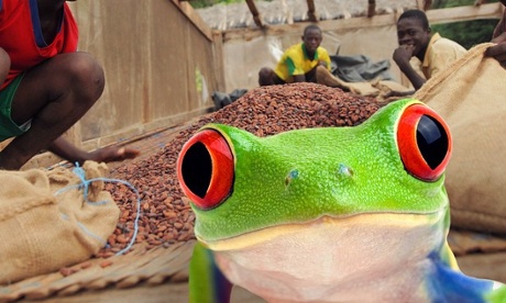 frog photo
