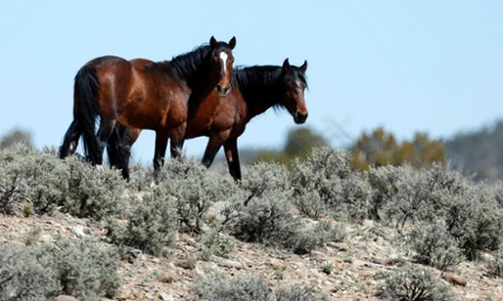 wild horses
